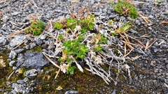 Cerastium glabratum