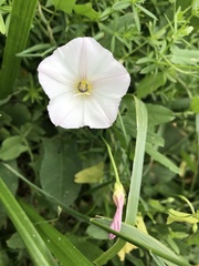 Convolvulus arvensis