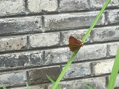 Lycaena li