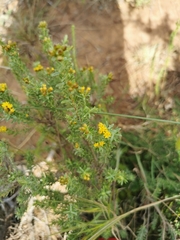 Oedera genistifolia