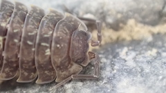 Porcellio spinipennis