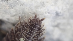 Porcellio spinipennis