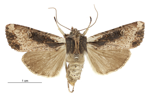 Ichneutica omoplaca