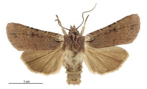 Ichneutica omoplaca photo 3