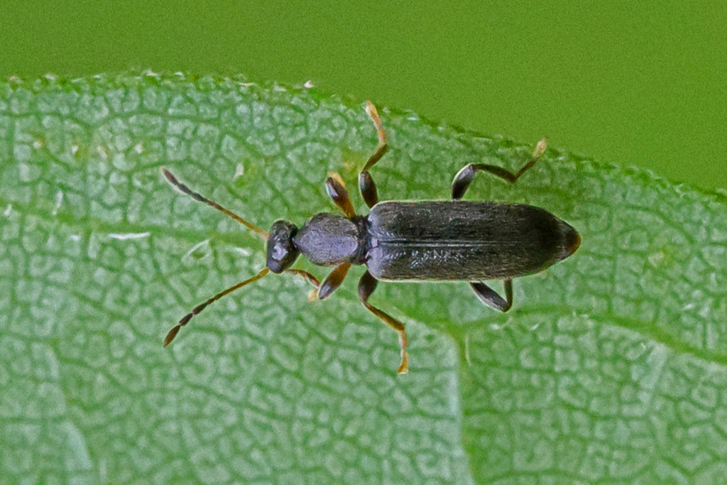 Macratria confusa