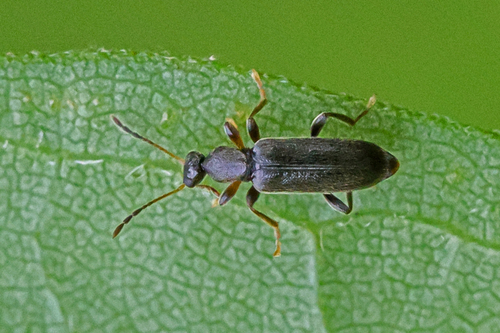 Macratria confusa