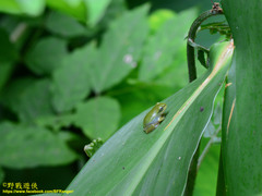 Zhangixalus taipeianus
