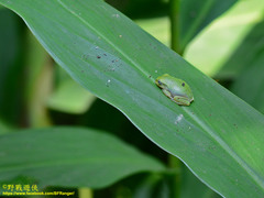 Zhangixalus taipeianus