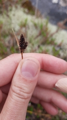 Carex norvegica