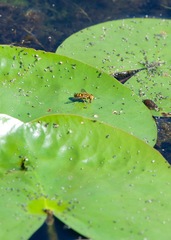 Parhelophilus integer