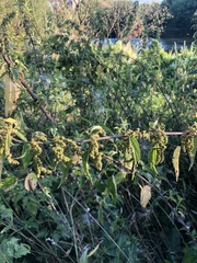 Urtica dioica