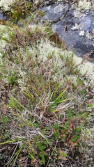 Carex norvegica