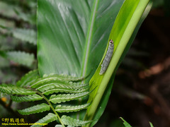 Notocrypta curvifascia