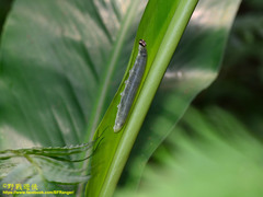Notocrypta curvifascia