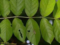 Olenecamptus formosanus