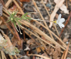 Leptosiphon breviculus