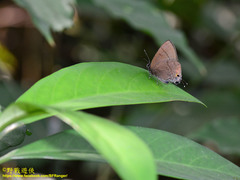 Rapala varuna formosana