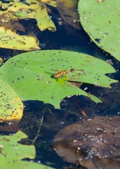 Parhelophilus integer