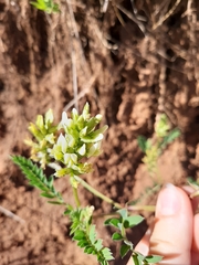 Astragalus cicer