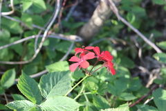 Angiospermae