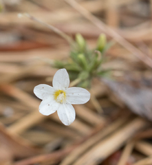 Leptosiphon breviculus