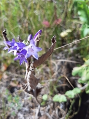 Campanula glomerata