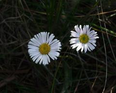 Allittia cardiocarpa