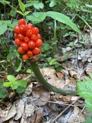 Arum maculatum