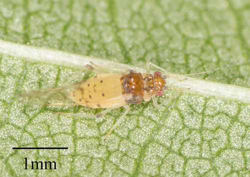 Spotted Elm Aphid