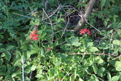 Angiospermae