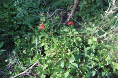 Angiospermae
