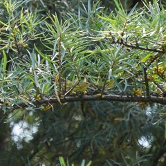 Phylloscopus trochilus