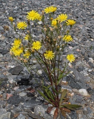 Crepis nigrescens