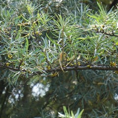 Phylloscopus trochilus