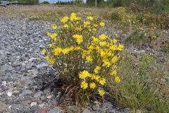 Crepis nigrescens