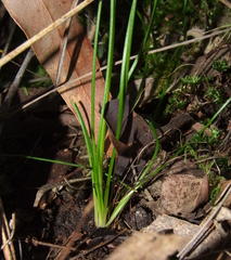 Allittia cardiocarpa