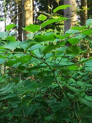 E. A., CC BY, iNaturalist via GBIF Reynoutria × bohemica, photograph E. A., CC BY, iNaturalist via GBIF