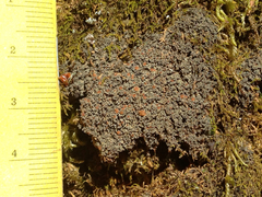 Fuscopannaria coralloidea