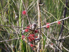 Allocasuarina paludosa