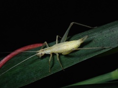 Oecanthus longicauda