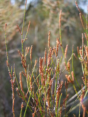 Allocasuarina paludosa