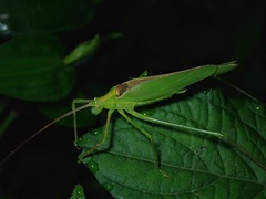 Kuwayamaea sapporensis