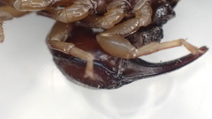 Euscorpius niciensis