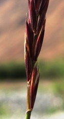 Elymus mutabilis