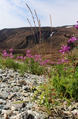 Elymus macrourus