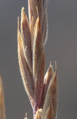 Elymus macrourus