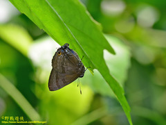 Rapala varuna formosana