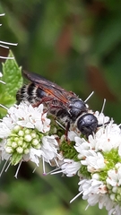 Colpa quinquecincta