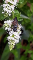 Colpa quinquecincta