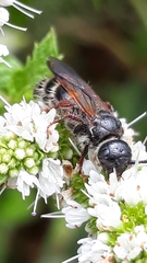 Colpa quinquecincta